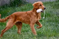 AKC Started Puppy, a male Golden Retriever for sale in Gillette, WY – 3 of 5
