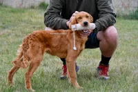 AKC Started Puppy, a male Golden Retriever for sale in Gillette, WY – 4 of 5