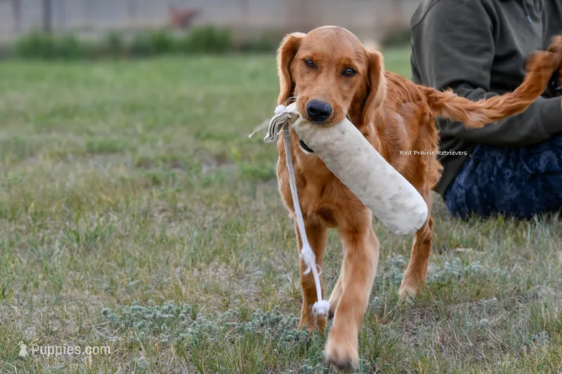 AKC Started Puppy – Golden Retriever puppy for sale in Gillette, WY