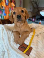 Dark golden pup! , a female Golden Retriever for sale in Gillette, WY – 2 of 4