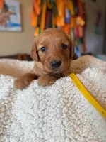 Dark golden pup! , a female Golden Retriever for sale in Gillette, WY – 3 of 4