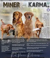 Dark golden pup! , a female Golden Retriever for sale in Gillette, WY – 4 of 4