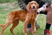 AKC Started Puppy, a male Golden Retriever for sale in Gillette, WY – 5 of 5