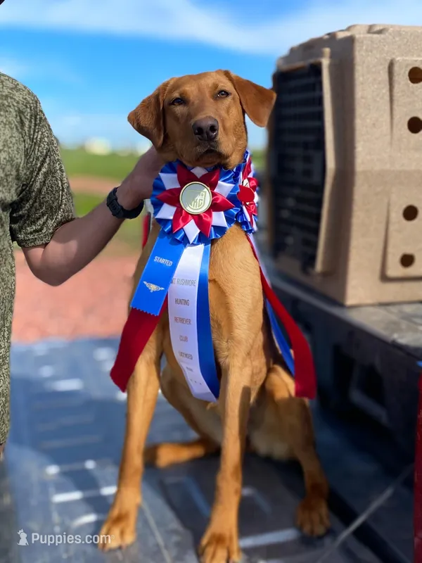 Goldie- Red Labrador – Labrador Retriever puppy for sale in Gillette, WY