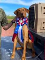 Goldie- Red Labrador, a female Labrador Retriever for sale in Gillette, WY – 1 of 3