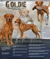 Goldie- Red Labrador, a female Labrador Retriever for sale in Gillette, WY – 3 of 3