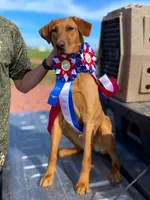 Goldie- Red Labrador, a female Labrador Retriever for sale in Gillette, WY – 2 of 3