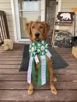 AKC HR Storm , a male Golden Retriever for sale in Gillette, WY – Photo 1 of 2