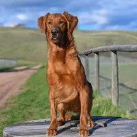 AKC HR Storm , a male Golden Retriever for sale in Gillette, WY – Photo 2 of 2