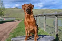 AKC HR Storm , a male Golden Retriever for sale in Gillette, WY – Photo 2 of 2