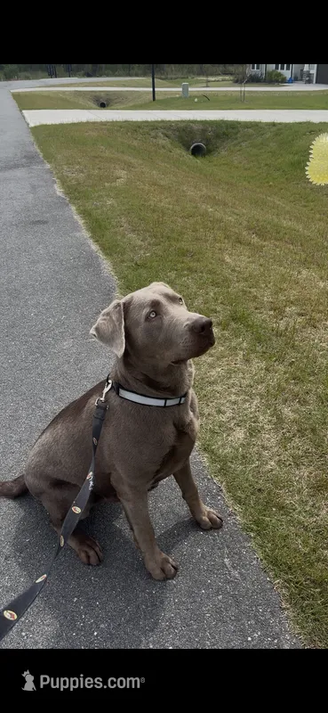 Smokey – Labrador Retriever puppy for sale in Selma, NC