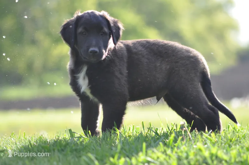 Chester – Collie, Golden Retriever puppy for sale in Caledonia, WI
