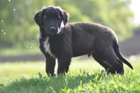 Chester, a male Collie and Golden Retriever for sale in Milwaukee, WI – 3 of 7