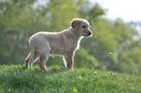 Little Buddy, a male Collie and Golden Retriever for sale in Caledonia, WI – 1 of 5