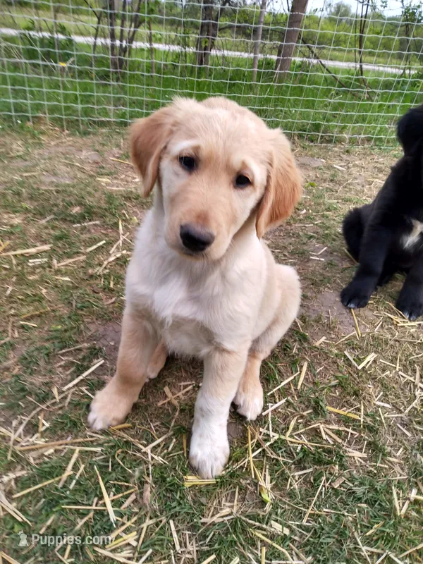 Little Buddy – Collie, Golden Retriever puppy for sale in Milwaukee, WI