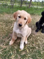 Little Buddy, a male Collie and Golden Retriever for sale in Caledonia, WI – 5 of 5