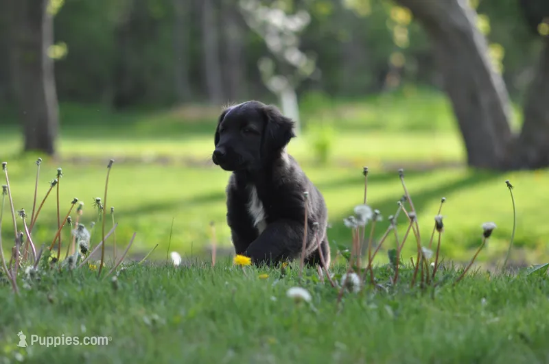 Chester, a male Collie and Golden Retriever for sale in Milwaukee, WI – 1 of 7