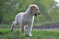 Little Buddy, a male Collie and Golden Retriever for sale in Caledonia, WI – 3 of 5