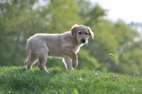 Little Buddy, a male Collie and Golden Retriever for sale in Caledonia, WI – 2 of 5
