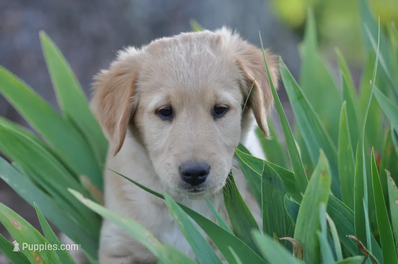 Cheerio – Collie, Golden Retriever puppy for sale in Milwaukee, WI