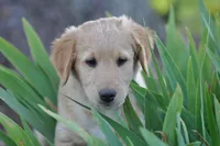 Cheerio, a male Collie and Golden Retriever for sale in Milwaukee, WI – 1 of 6