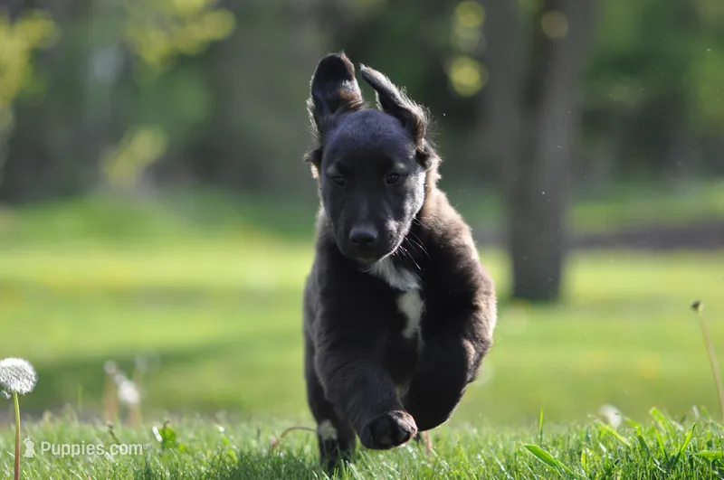 Chester – Collie, Golden Retriever puppy for sale in Caledonia, WI