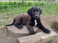 Chester, a male Collie and Golden Retriever for sale in Milwaukee, WI – 5 of 7