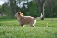 Cheerio, a male Collie and Golden Retriever for sale in Milwaukee, WI – 2 of 6
