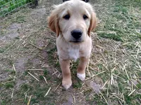 Cheerio, a male Collie and Golden Retriever for sale in Milwaukee, WI – 6 of 6