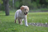 Little Buddy, a male Collie and Golden Retriever for sale in Caledonia, WI – 4 of 5
