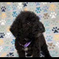 Jessie, a female Goldendoodle for sale in Jacksonville, FL – Photo 1 of 2