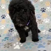 Jessie, a female Goldendoodle for sale in Jacksonville, FL – Photo 2 of 2