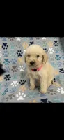 Penelope, a female Goldendoodle for sale in Jacksonville, FL – Photo 2 of 2