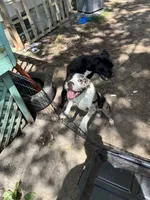 40, a male American Bully for sale in Madison Heights, MI – 6 of 6