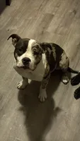 40, a male American Bully for sale in Madison Heights, MI – 1 of 6