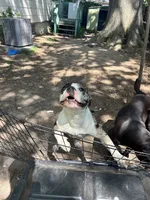 40, a male American Bully for sale in Madison Heights, MI – 5 of 6