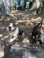 40, a male American Bully for sale in Madison Heights, MI – 4 of 6
