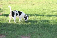 Yami (Blue/Tan SOW), a female Chihuahua for sale in Lawton, OK – 3 of 4