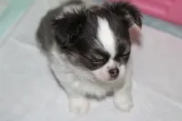 Chevy (Blue/Tan SOW), a male Chihuahua for sale in Lawton, OK – 5 of 5