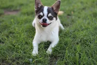 Yami (Blue/Tan SOW), a female Chihuahua for sale in Lawton, OK – 2 of 4