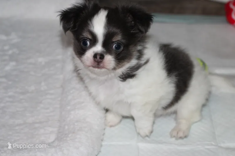 Chevy (Blue/Tan SOW) – Chihuahua puppy for sale in Lawton, OK