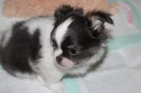 Chevy (Blue/Tan SOW), a male Chihuahua for sale in Lawton, OK – 3 of 5