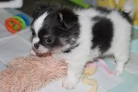 Chevy (Blue/Tan SOW), a male Chihuahua for sale in Lawton, OK – 2 of 5