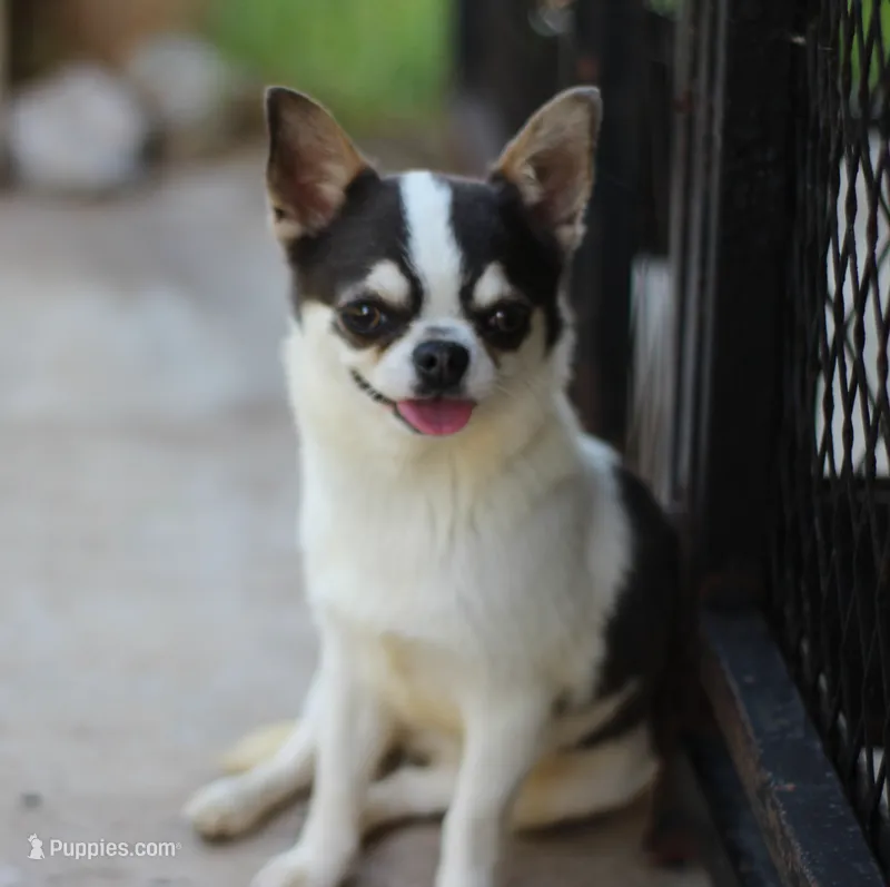 Yami (Blue/Tan SOW) – Chihuahua puppy for sale in Lawton, OK
