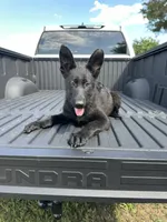AKC Sandy, a female German Shepherd Dog for sale in Dillon, SC – 1 of 1
