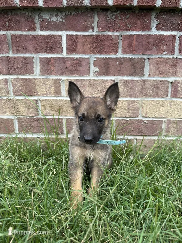 AKC Stella – German Shepherd Dog puppy for sale in Dillon, SC