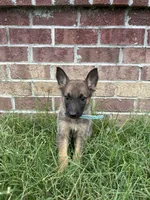 AKC Stella, a female German Shepherd Dog for sale in Dillon, SC – 1 of 1