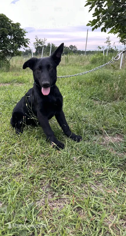 AKC Bella – German Shepherd Dog puppy for sale in Dillon, SC