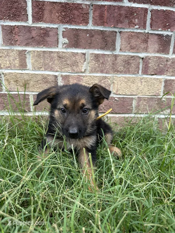 AKC Chloe – German Shepherd Dog puppy for sale in Dillon, SC