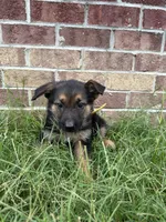 AKC Chloe, a female German Shepherd Dog for sale in Dillon, SC – 1 of 1